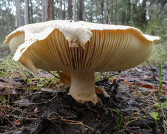 Amanita ochrophylla