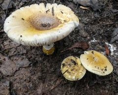 Amanita ochrophylla