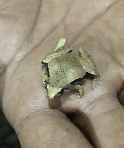 Java Rice Frog, Microhyla achatina