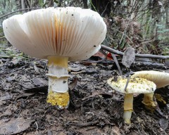 Amanita ochrophylla