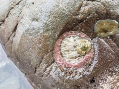 Placiphorella velata