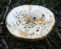 Amanita ochrophylla