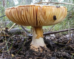Amanita ochrophylla