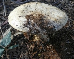Amanita ochrophylla