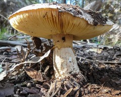 Amanita ochrophylla