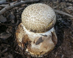 Amanita ochrophylla