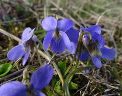 Viola hirta
