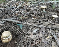 Amanita ochrophylla