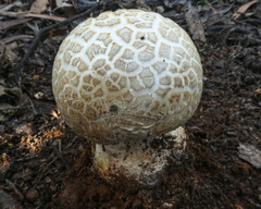 Amanita ochrophylla