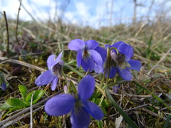 Viola hirta