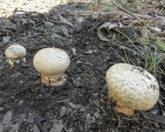 Amanita ochrophylla