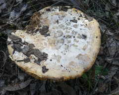 Amanita ochrophylla