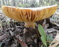 Amanita ochrophylla