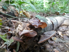 Fungi