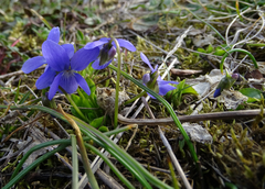 Viola hirta
