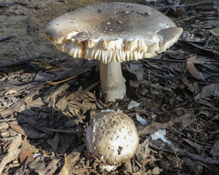 Amanita ochrophylla