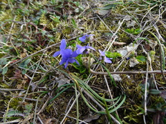 Viola hirta