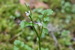 Cardamine oligosperma, photograph (c) Rostyslav Yurechko, some rights reserved (CC BY)