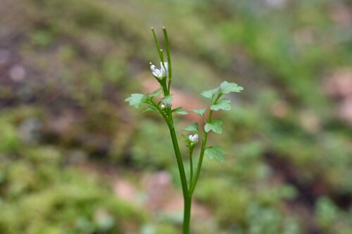 Cardamine oligosperma, photograph 5