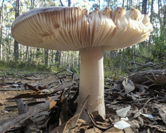 Amanita ochrophylla