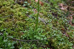 Cardamine oligosperma, photograph (c) Rostyslav Yurechko, some rights reserved (CC BY)