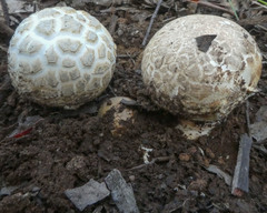 Amanita ochrophylla