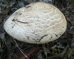 Amanita ochrophylla
