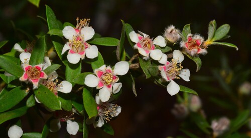 Leptospermum grandifolium, 2026-03-20