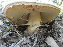 Amanita ochrophylla
