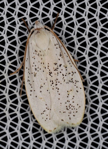Durrantia piperatella photo 4