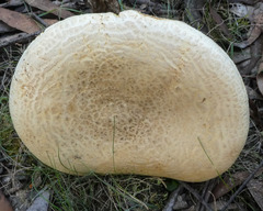 Amanita ochrophylla