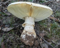 Amanita ochrophylla