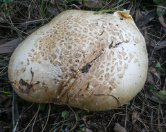 Amanita ochrophylla
