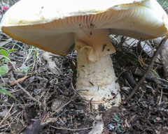Amanita ochrophylla