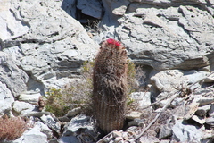 Ferocactus gracilis gatesii