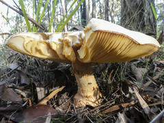 Amanita ochrophylla
