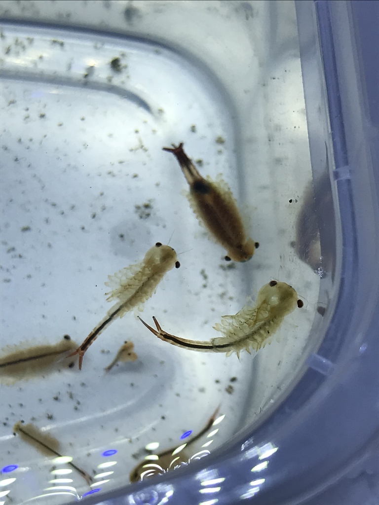 neglected fairy shrimp