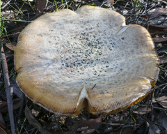 Amanita ochrophylla