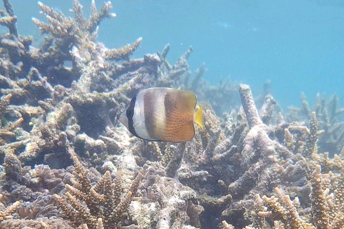 Chaetodon kleinii