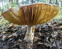 Amanita ochrophylla