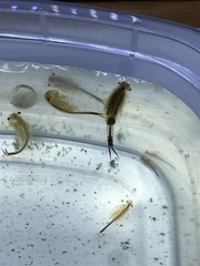 Eubranchipus neglectus