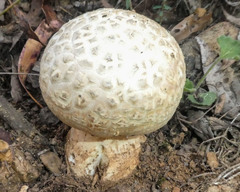 Amanita ochrophylla