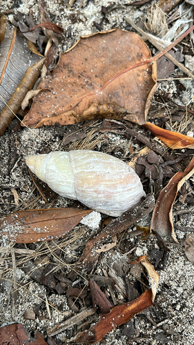 Maoristylus bivaricosus observed 2026-03-24
