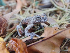 Dendropsophus marmoratus