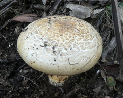 Amanita ochrophylla