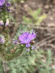 Phacelia popei