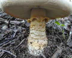 Amanita ochrophylla