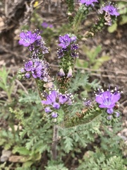Phacelia popei