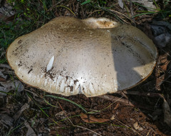 Amanita ochrophylla