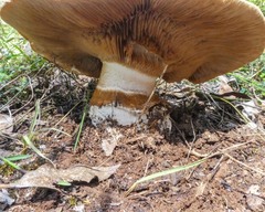Amanita ochrophylla